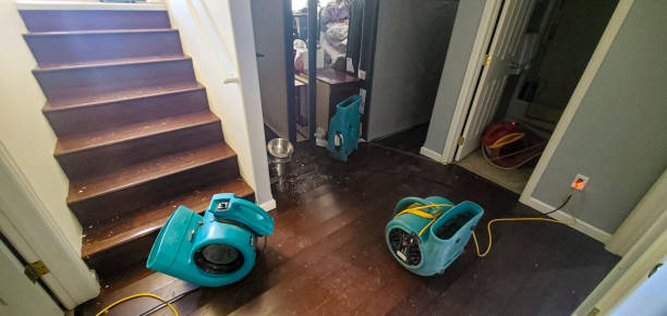 Best Mold removal after water damage  in Miles City, MT