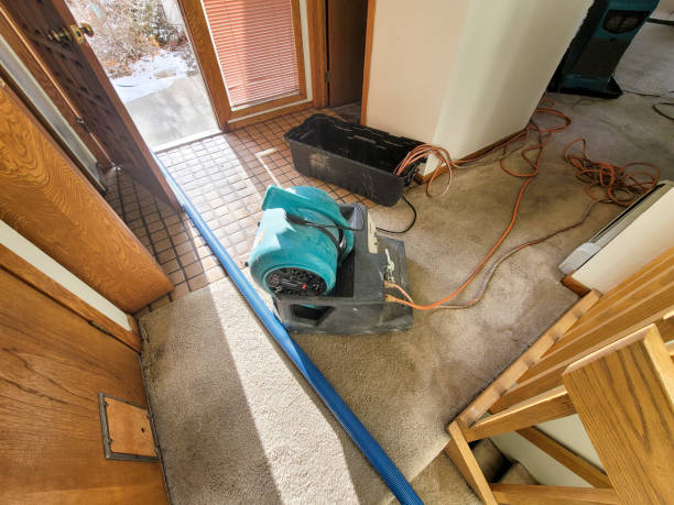 Best Carpet water damage restoration  in Miles City, MT